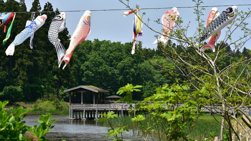 緑あふれる公園の中の鯉のぼり 室内飾りの穏やかなイメージ